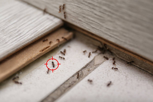 Best Bed Bug Extermination  in Mascotte, FL