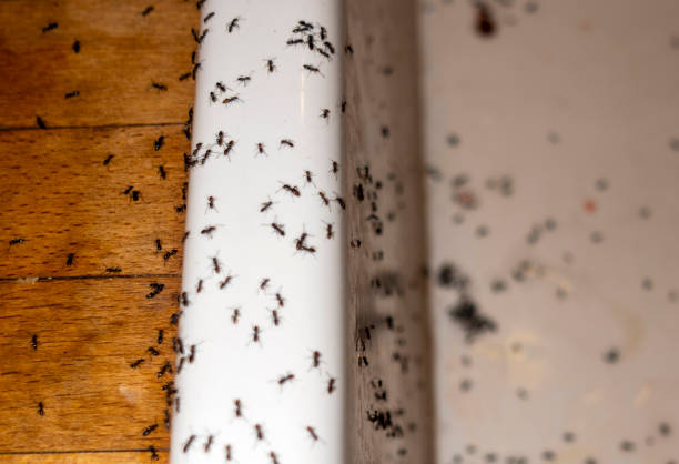 Best Mosquito Control Services  in Mascotte, FL