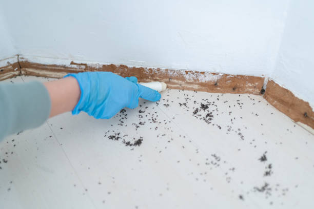 Best Bed Bug Extermination  in Mascotte, FL